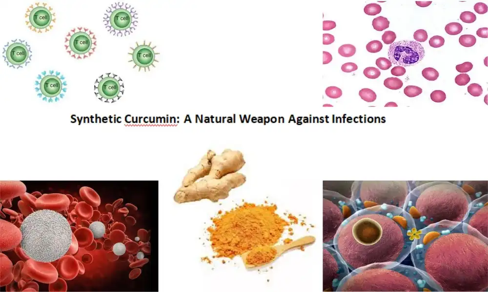 Synthetic Curcumin: A Natural Weapon Against Infections